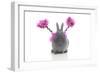 Rabbits 021-Andrea Mascitti-Framed Photographic Print