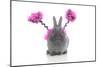 Rabbits 021-Andrea Mascitti-Mounted Photographic Print