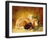 Rabbits, 1852-John Frederick Herring Jnr-Framed Giclee Print