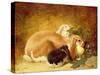 Rabbits, 1852-John Frederick Herring Jnr-Stretched Canvas