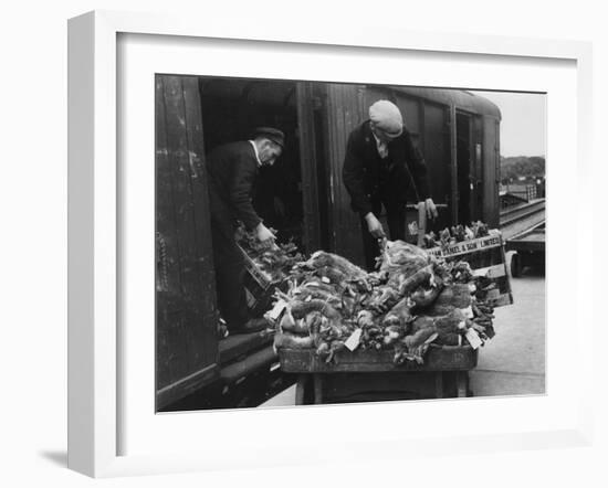 Rabbits for Market-null-Framed Photographic Print