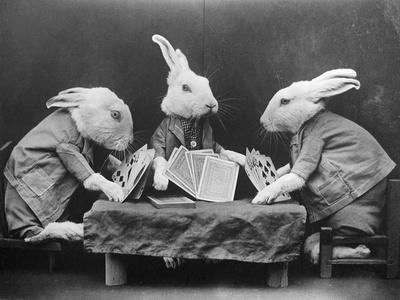Rabbits Playing Cards' Photographic Print | AllPosters.com