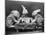 Rabbits Playing Cards-null-Mounted Photographic Print