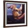 Rabbits Soon Become Tame If Handled Correctly, 1981-Peter Wilson-Framed Giclee Print