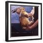 Rabbits Soon Become Tame If Handled Correctly, 1981-Peter Wilson-Framed Giclee Print