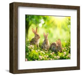 Rabbits Sunny Flower Meadow-null-Framed Art Print