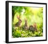 Rabbits Sunny Flower Meadow-null-Framed Art Print