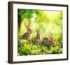 Rabbits Sunny Flower Meadow-null-Framed Art Print