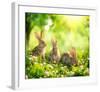 Rabbits Sunny Flower Meadow-null-Framed Art Print