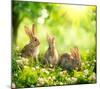 Rabbits Sunny Flower Meadow-null-Mounted Art Print