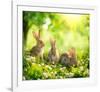 Rabbits Sunny Flower Meadow-null-Framed Art Print