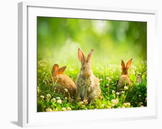 Rabbits-Subbotina Anna-Framed Premium Photographic Print