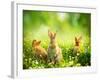 Rabbits-Subbotina Anna-Framed Premium Photographic Print