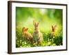 Rabbits-Subbotina Anna-Framed Premium Photographic Print