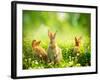 Rabbits-Subbotina Anna-Framed Premium Photographic Print