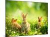 Rabbits-Subbotina Anna-Mounted Premium Photographic Print