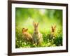 Rabbits-Subbotina Anna-Framed Photographic Print