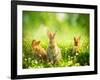 Rabbits-Subbotina Anna-Framed Photographic Print