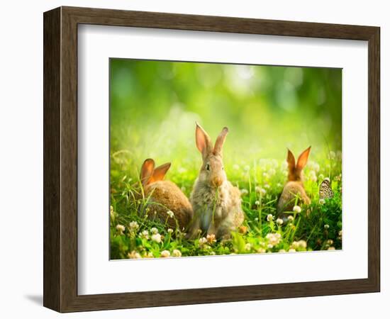 Rabbits-Subbotina Anna-Framed Photographic Print