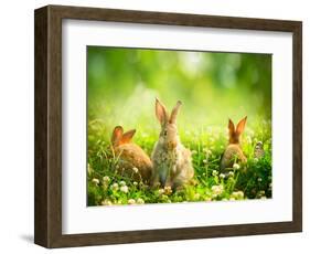 Rabbits-Subbotina Anna-Framed Photographic Print