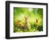 Rabbits-Subbotina Anna-Framed Photographic Print