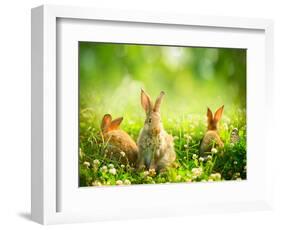 Rabbits-Subbotina Anna-Framed Photographic Print