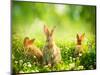 Rabbits-Subbotina Anna-Mounted Photographic Print