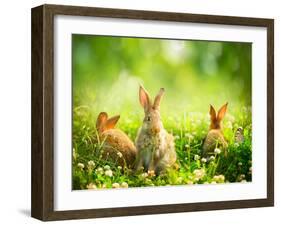 Rabbits-Subbotina Anna-Framed Photographic Print