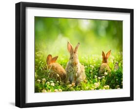 Rabbits-Subbotina Anna-Framed Photographic Print