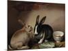 Rabbits-Joseph Thomas Wilson-Mounted Giclee Print
