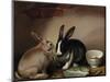 Rabbits-Joseph Thomas Wilson-Mounted Giclee Print