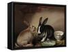 Rabbits-Joseph Thomas Wilson-Framed Stretched Canvas