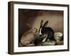 Rabbits-Joseph Thomas Wilson-Framed Giclee Print