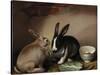 Rabbits-Joseph Thomas Wilson-Stretched Canvas