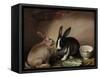 Rabbits-Joseph Thomas Wilson-Framed Stretched Canvas