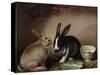 Rabbits-Joseph Thomas Wilson-Stretched Canvas