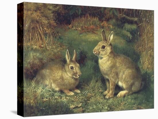 Rabbits-Henry Carter-Stretched Canvas