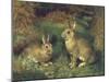 Rabbits-Henry Carter-Mounted Giclee Print