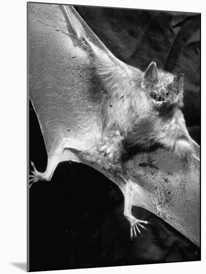 Rabid Male Vampire Bat-J^ R^ Eyerman-Mounted Photographic Print