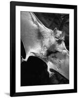 Rabid Male Vampire Bat-J^ R^ Eyerman-Framed Photographic Print