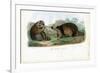 Raccoon, 1863-79-Raimundo Petraroja-Framed Giclee Print