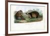 Raccoon, 1863-79-Raimundo Petraroja-Framed Giclee Print