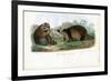 Raccoon, 1863-79-Raimundo Petraroja-Framed Giclee Print