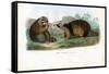 Raccoon, 1863-79-Raimundo Petraroja-Framed Stretched Canvas