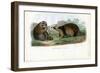 Raccoon, 1863-79-Raimundo Petraroja-Framed Premium Giclee Print