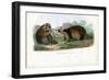 Raccoon, 1863-79-Raimundo Petraroja-Framed Premium Giclee Print