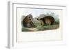 Raccoon, 1863-79-Raimundo Petraroja-Framed Premium Giclee Print