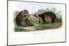 Raccoon, 1863-79-Raimundo Petraroja-Mounted Premium Giclee Print