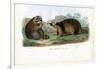 Raccoon, 1863-79-Raimundo Petraroja-Framed Giclee Print