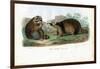 Raccoon, 1863-79-Raimundo Petraroja-Framed Giclee Print